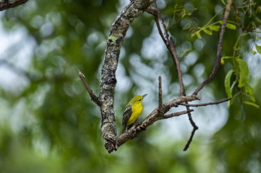 Parlak sarı tüyleri ve siyah kanatları olan sıradan bir Iora. Kahverengi bir ağaç dalına zarif bir şekilde tünemiş yeşil yemyeşil yaprakların yumuşak, bulanık zeminine kurulmuş..