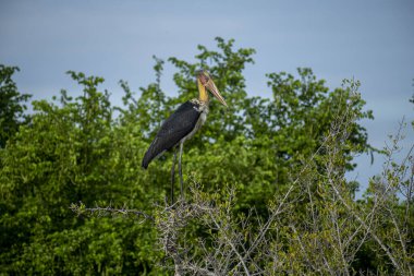Küçük Yaveri leylek yapraklı bir dalın üzerinde duruyor, büyük sarımsı gagası ve yeşil yapraklara karşı çıplak kafası ve açık, hafif bulutlu bir gökyüzü. Bu savunmasız tür Güney ve Güneydoğu Asya 'da bulunur..