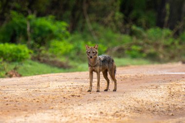 Sri Lankalı altın çakal, arka planda bulanık yemyeşil bir ormanla tetikte bekliyor..