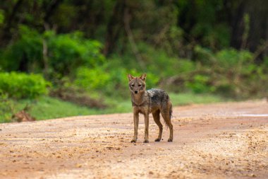 Sri Lankalı altın çakal, arka planda bulanık yemyeşil bir ormanla tetikte bekliyor..