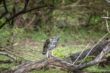 A majestic hawk-eagle, likely a Changeable or African Hawk-Eagle, perches on a weathered branch amidst lush forest foliage, gazing intently upwards into the canopy.