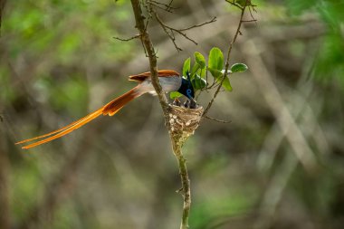 This striking image captures an Indian Paradise Flycatcher, a male in rufous morph, perched attentively near its nest. The long-tailed bird observes tiny chicks nestled within, showcasing a beautiful moment of avian family life.