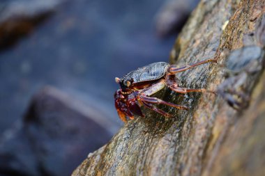 Koyu kabuklu ve kırmızı pençeli bir yengeç ıslak, desenli bir kaya yüzüne tutunur. Arka plan bulanık, akan suyu gösteriyor. Doğal bir doğal yaşam alanı hissi yaratıyor..