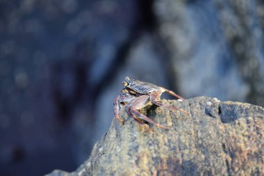 Koyu kabuklu ve kırmızı pençeli bir yengeç ıslak, desenli bir kaya yüzüne tutunur. Arka plan bulanık, akan suyu gösteriyor. Doğal bir doğal yaşam alanı hissi yaratıyor..