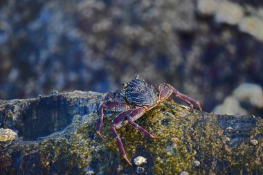 Koyu kabuklu ve kırmızı pençeli bir yengeç ıslak, desenli bir kaya yüzüne tutunur. Arka plan bulanık, akan suyu gösteriyor. Doğal bir doğal yaşam alanı hissi yaratıyor..