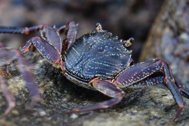 Koyu kabuklu ve kırmızı pençeli bir yengeç ıslak, desenli bir kaya yüzüne tutunur. Arka plan bulanık, akan suyu gösteriyor. Doğal bir doğal yaşam alanı hissi yaratıyor..