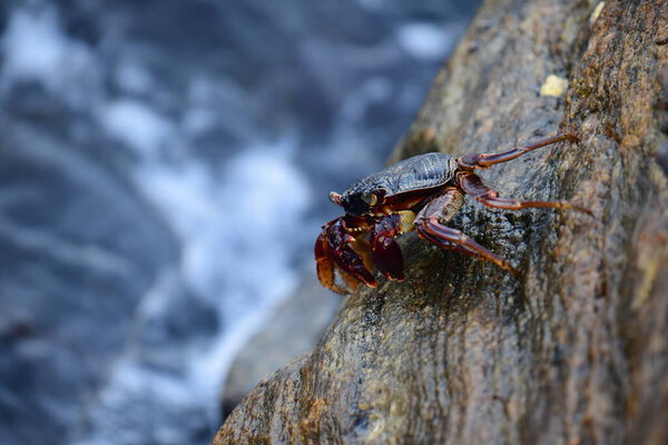 Краб с тёмной раковиной и красноватыми когтями прилипает к влажной, текстурированной скале. На заднем плане видно размытую, бурлящую воду, создающую ощущение естественной, прибрежной среды обитания.