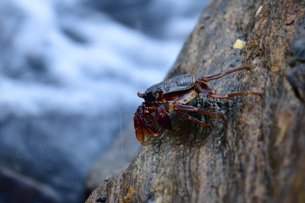 Краб с тёмной раковиной и красноватыми когтями прилипает к влажной, текстурированной скале. На заднем плане видно размытую, бурлящую воду, создающую ощущение естественной, прибрежной среды обитания.