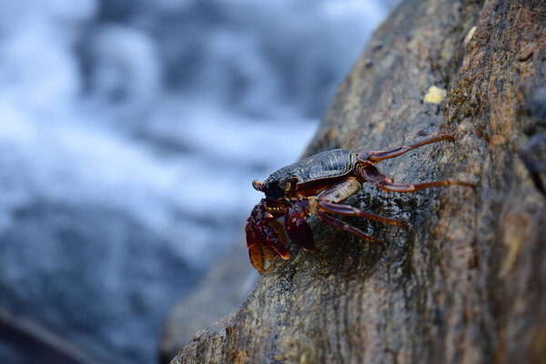 Краб с тёмной раковиной и красноватыми когтями прилипает к влажной, текстурированной скале. На заднем плане видно размытую, бурлящую воду, создающую ощущение естественной, прибрежной среды обитания.