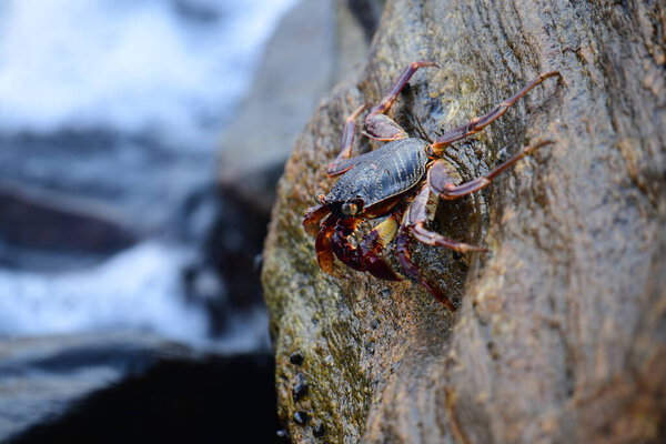 Краб с тёмной раковиной и красноватыми когтями прилипает к влажной, текстурированной скале. На заднем плане видно размытую, бурлящую воду, создающую ощущение естественной, прибрежной среды обитания.