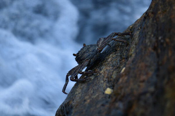 Краб с тёмной раковиной и красноватыми когтями прилипает к влажной, текстурированной скале. На заднем плане видно размытую, бурлящую воду, создающую ощущение естественной, прибрежной среды обитания.