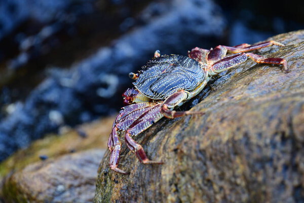 Краб с тёмной раковиной и красноватыми когтями прилипает к влажной, текстурированной скале. На заднем плане видно размытую, бурлящую воду, создающую ощущение естественной, прибрежной среды обитания.