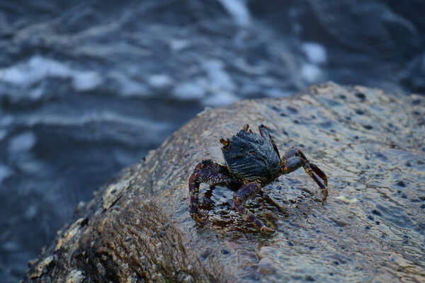 Краб с тёмной раковиной и красноватыми когтями прилипает к влажной, текстурированной скале. На заднем плане видно размытую, бурлящую воду, создающую ощущение естественной, прибрежной среды обитания.