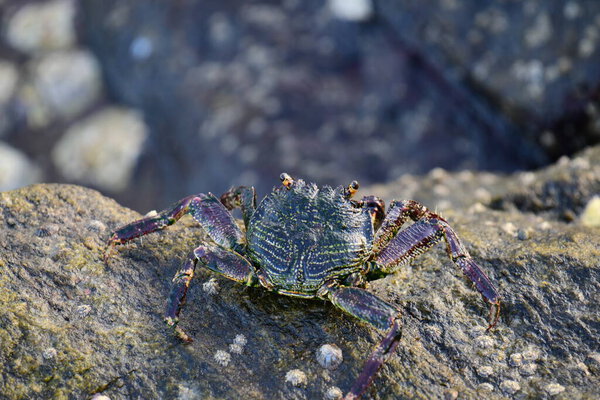 Краб с тёмной раковиной и красноватыми когтями прилипает к влажной, текстурированной скале. На заднем плане видно размытую, бурлящую воду, создающую ощущение естественной, прибрежной среды обитания.