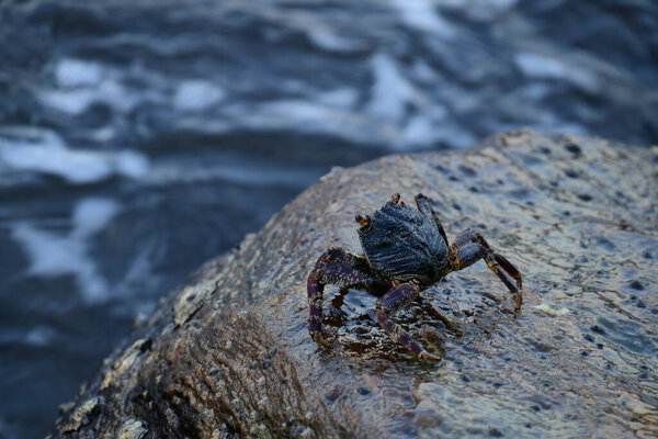 Краб с тёмной раковиной и красноватыми когтями прилипает к влажной, текстурированной скале. На заднем плане видно размытую, бурлящую воду, создающую ощущение естественной, прибрежной среды обитания.