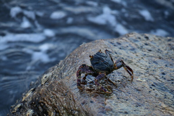 Краб с тёмной раковиной и красноватыми когтями прилипает к влажной, текстурированной скале. На заднем плане видно размытую, бурлящую воду, создающую ощущение естественной, прибрежной среды обитания.
