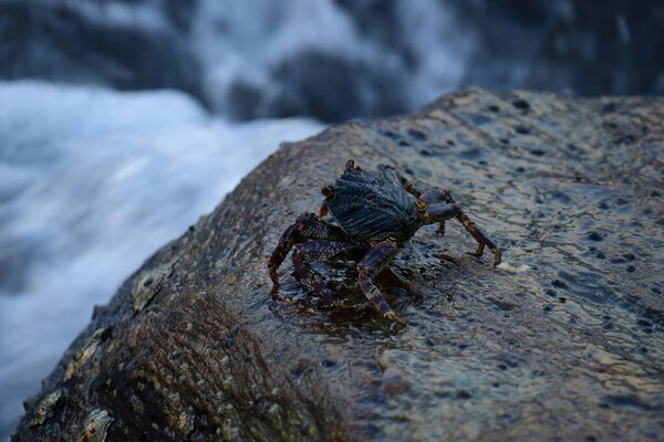 Краб с тёмной раковиной и красноватыми когтями прилипает к влажной, текстурированной скале. На заднем плане видно размытую, бурлящую воду, создающую ощущение естественной, прибрежной среды обитания.