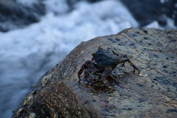 Краб с тёмной раковиной и красноватыми когтями прилипает к влажной, текстурированной скале. На заднем плане видно размытую, бурлящую воду, создающую ощущение естественной, прибрежной среды обитания.