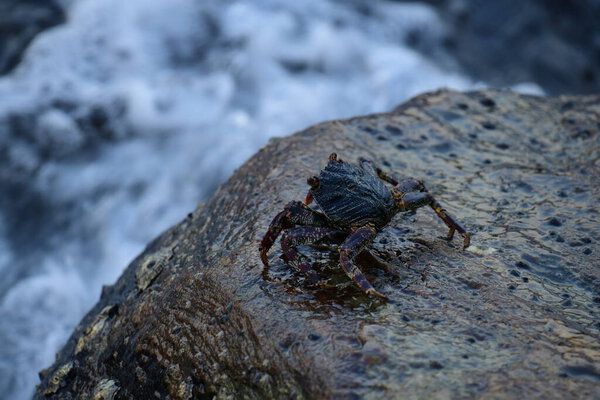 Краб с тёмной раковиной и красноватыми когтями прилипает к влажной, текстурированной скале. На заднем плане видно размытую, бурлящую воду, создающую ощущение естественной, прибрежной среды обитания.