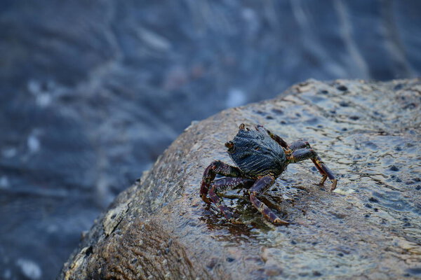 Краб с тёмной раковиной и красноватыми когтями прилипает к влажной, текстурированной скале. На заднем плане видно размытую, бурлящую воду, создающую ощущение естественной, прибрежной среды обитания.