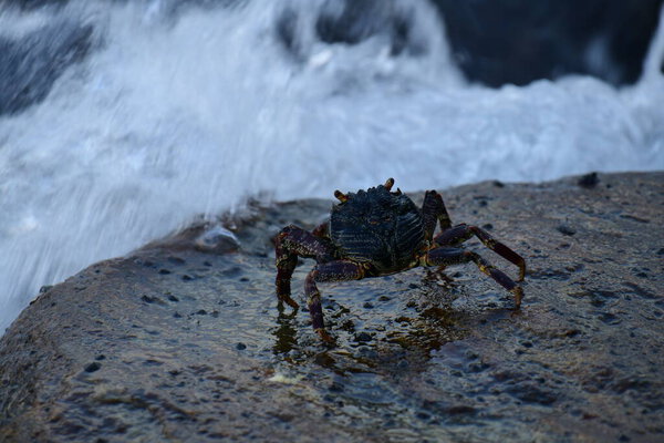 Краб с тёмной раковиной и красноватыми когтями прилипает к влажной, текстурированной скале. На заднем плане видно размытую, бурлящую воду, создающую ощущение естественной, прибрежной среды обитания.
