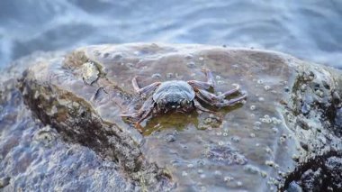 Koyu kabuklu ve kırmızı pençeli bir yengeç ıslak, desenli bir kaya yüzüne tutunur. Arka plan bulanık, akan suyu gösteriyor. Doğal bir doğal yaşam alanı hissi yaratıyor..