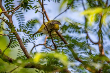 Bu görüntü canlı bir kızılderili beyaz göz yakalar, beyaz göz halkaları ve parlak sarı-yeşil tüylü, zarif bir dala tünemiş küçük bir kuş..