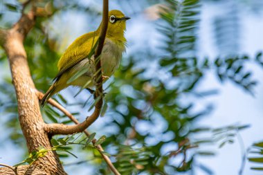Bu görüntü canlı bir kızılderili beyaz göz yakalar, beyaz göz halkaları ve parlak sarı-yeşil tüylü, zarif bir dala tünemiş küçük bir kuş..