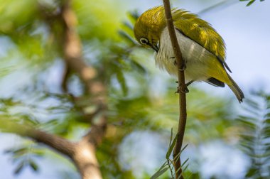 Bu görüntü canlı bir kızılderili beyaz göz yakalar, beyaz göz halkaları ve parlak sarı-yeşil tüylü, zarif bir dala tünemiş küçük bir kuş..
