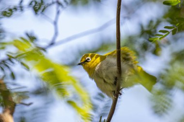 Bu görüntü canlı bir kızılderili beyaz göz yakalar, beyaz göz halkaları ve parlak sarı-yeşil tüylü, zarif bir dala tünemiş küçük bir kuş..