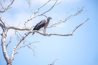 Görkemli bir Gri Saçlı Balık Kartalı canlı mavi gökyüzüne karşı çıplak bir dala tünemiş güçlü varlığını ve keskin bakışlarını sergiliyor..