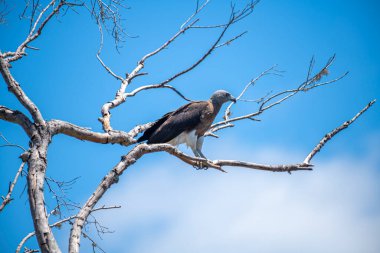 Görkemli bir Gri Saçlı Balık Kartalı canlı mavi gökyüzüne karşı çıplak bir dala tünemiş güçlü varlığını ve keskin bakışlarını sergiliyor..