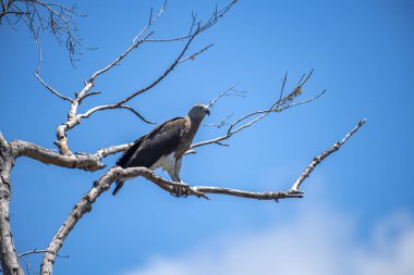 Görkemli bir Gri Saçlı Balık Kartalı canlı mavi gökyüzüne karşı çıplak bir dala tünemiş güçlü varlığını ve keskin bakışlarını sergiliyor..