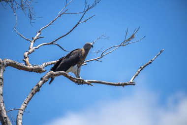 Görkemli bir Gri Saçlı Balık Kartalı canlı mavi gökyüzüne karşı çıplak bir dala tünemiş güçlü varlığını ve keskin bakışlarını sergiliyor..
