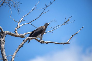 Görkemli bir Gri Saçlı Balık Kartalı canlı mavi gökyüzüne karşı çıplak bir dala tünemiş güçlü varlığını ve keskin bakışlarını sergiliyor..