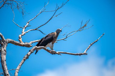 Görkemli bir Gri Saçlı Balık Kartalı canlı mavi gökyüzüne karşı çıplak bir dala tünemiş güçlü varlığını ve keskin bakışlarını sergiliyor..