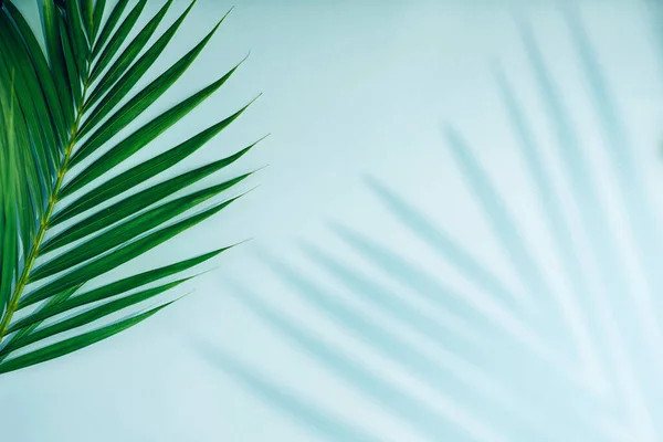 Folhas de palma tropicais com sombra no fundo azul. — Fotografia de Stock
