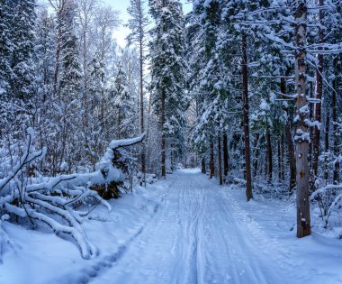 karkozorman çalılıkları ile kayak çalışır