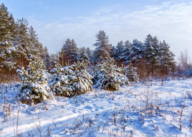 kış manzara, kozalaklı bir ormanın kenarında genç çam