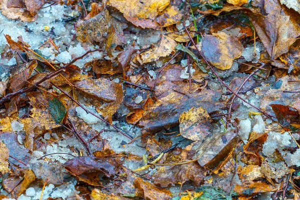 Hojas amarillas en el suelo mezcladas con nieve y ramas —  Fotos de Stock