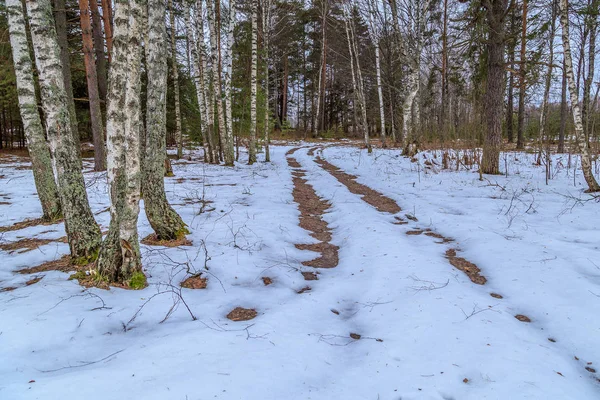 Droga w zimie Las wiatry wśród Birches i sosen — Zdjęcie stockowe