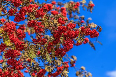 Güneşli bir sonbahar gününde dallarda parlak kırmızı rowan Üzüm 
