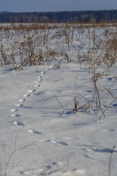 Bir kış tarlasında karda canavarın izleri — Stok fotoğraf