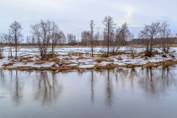 Дерева вільхи на березі річки в кінці осені — стокове фото