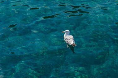 Masmavi deniz suyunda beyaz martı