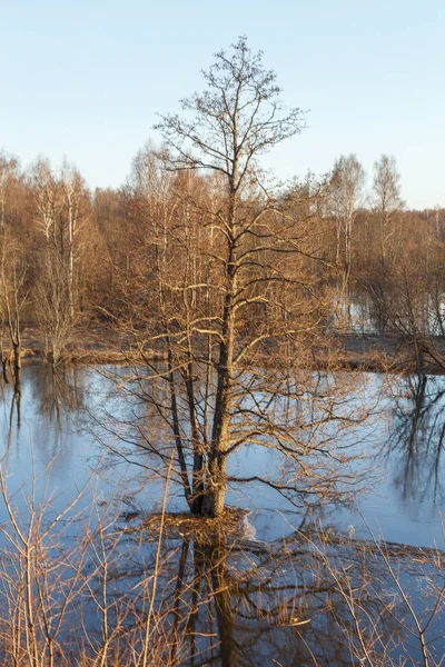 ロシア中部で3月に高水域で河川堤と森林が洪水 — ストック写真