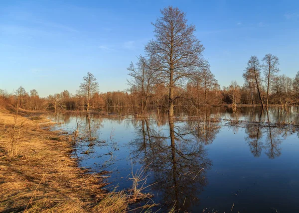 3月に川があふれ、木々が浸水した. — ストック写真