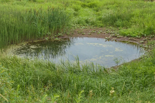 Small pond with green banks — Stock Photo, Image