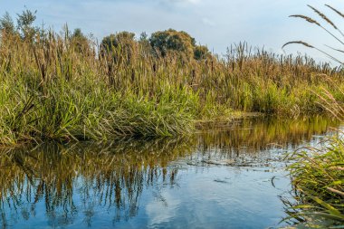 Kıyılar arasında akarsu çim ve çalılar ile büyümüş 