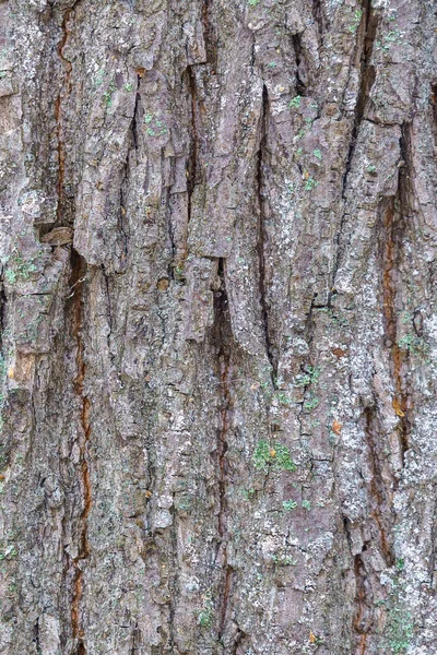 The texture of the bark of the tree gray-brown — Stock Photo, Image